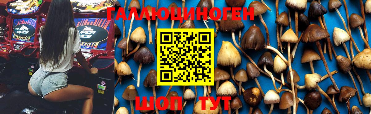 где купить наркоту  Вход с VPN  Кореновск  Галлюциногенные грибы Psilocybe 
